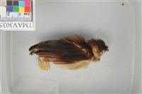 藏品(白頭翁)的圖片